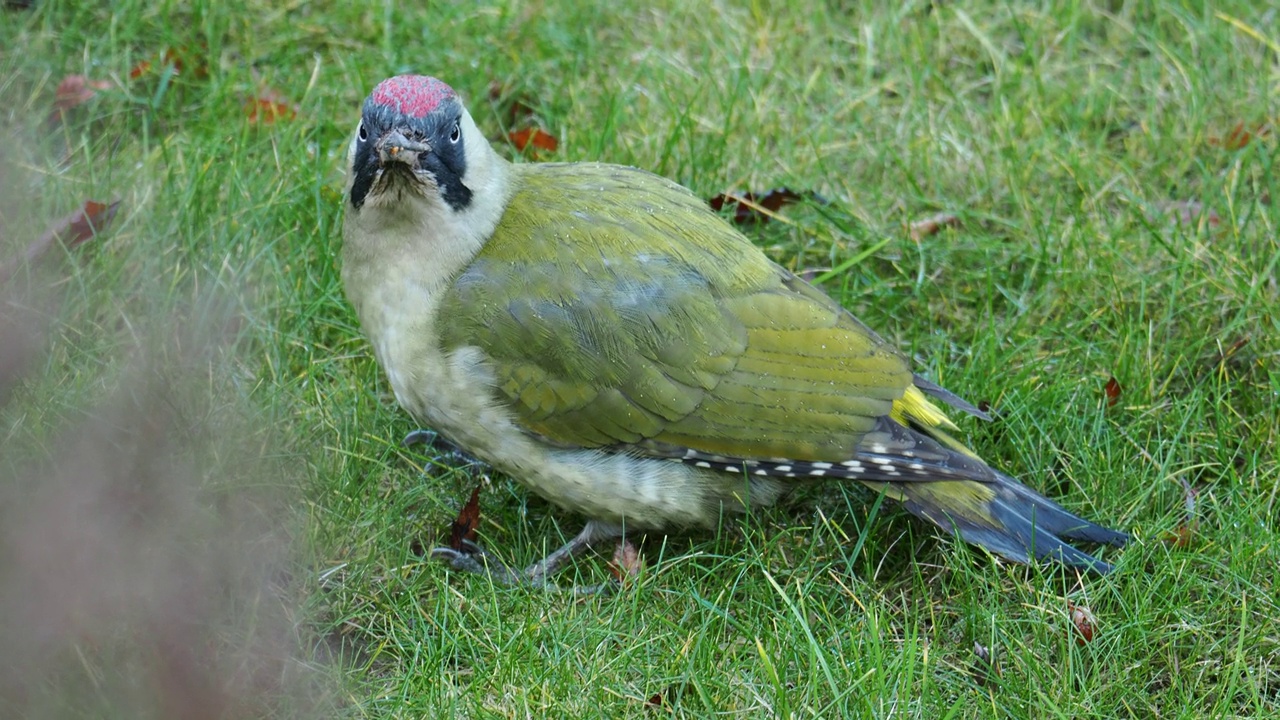 一只绿色啄木鸟，Picus viridis，在英国莱斯特郡拉夫堡的Quorn花园草坪上吃蚂蚁。视频素材