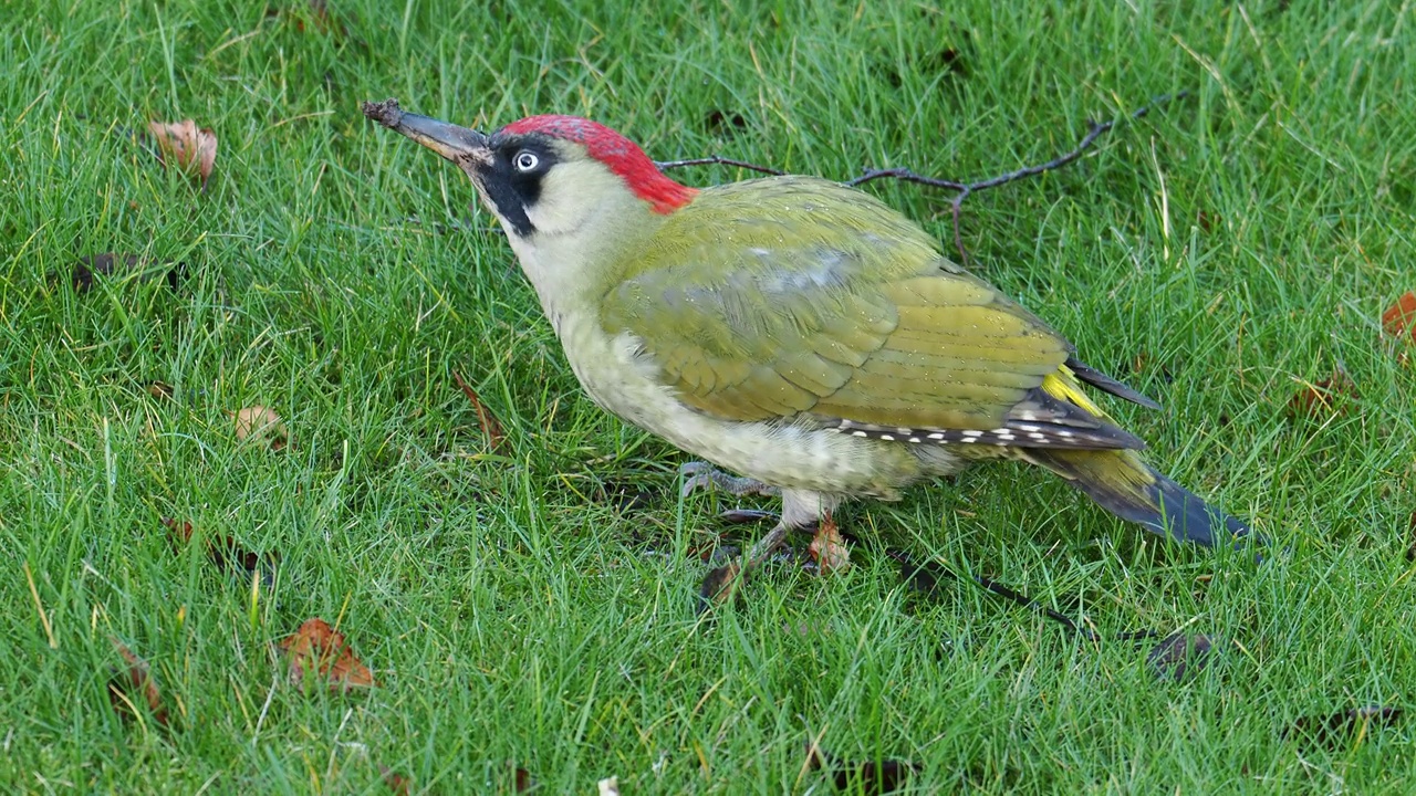 一只绿色啄木鸟，Picus viridis，在英国莱斯特郡拉夫堡的Quorn花园草坪上吃蚂蚁。视频素材