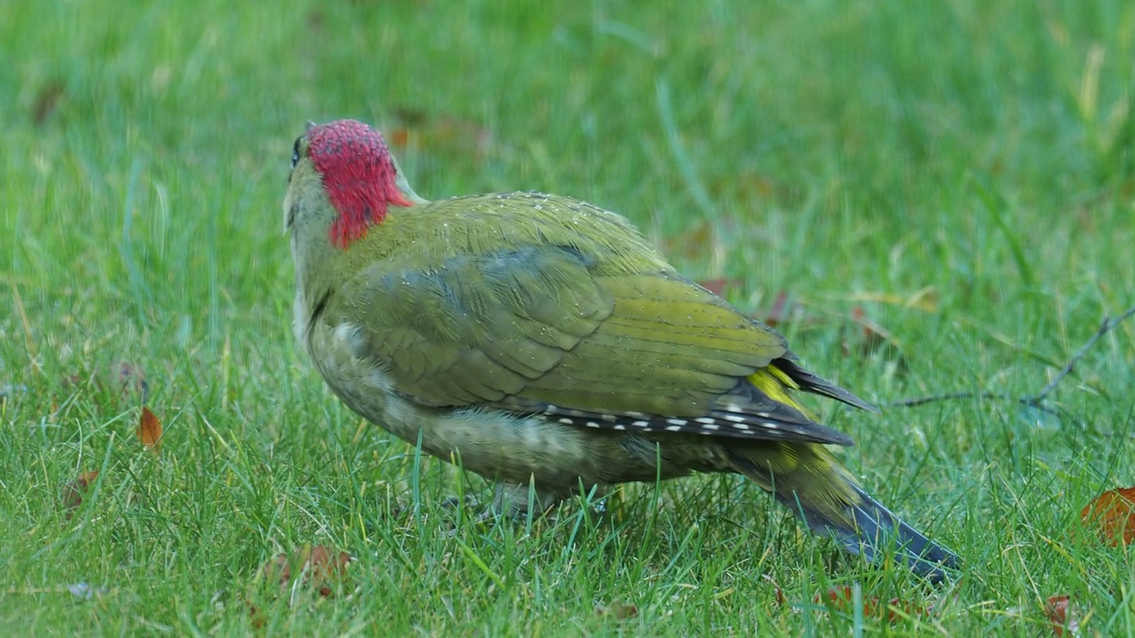 一只绿色啄木鸟，Picus viridis，在英国莱斯特郡拉夫堡的Quorn花园草坪上吃蚂蚁。视频素材