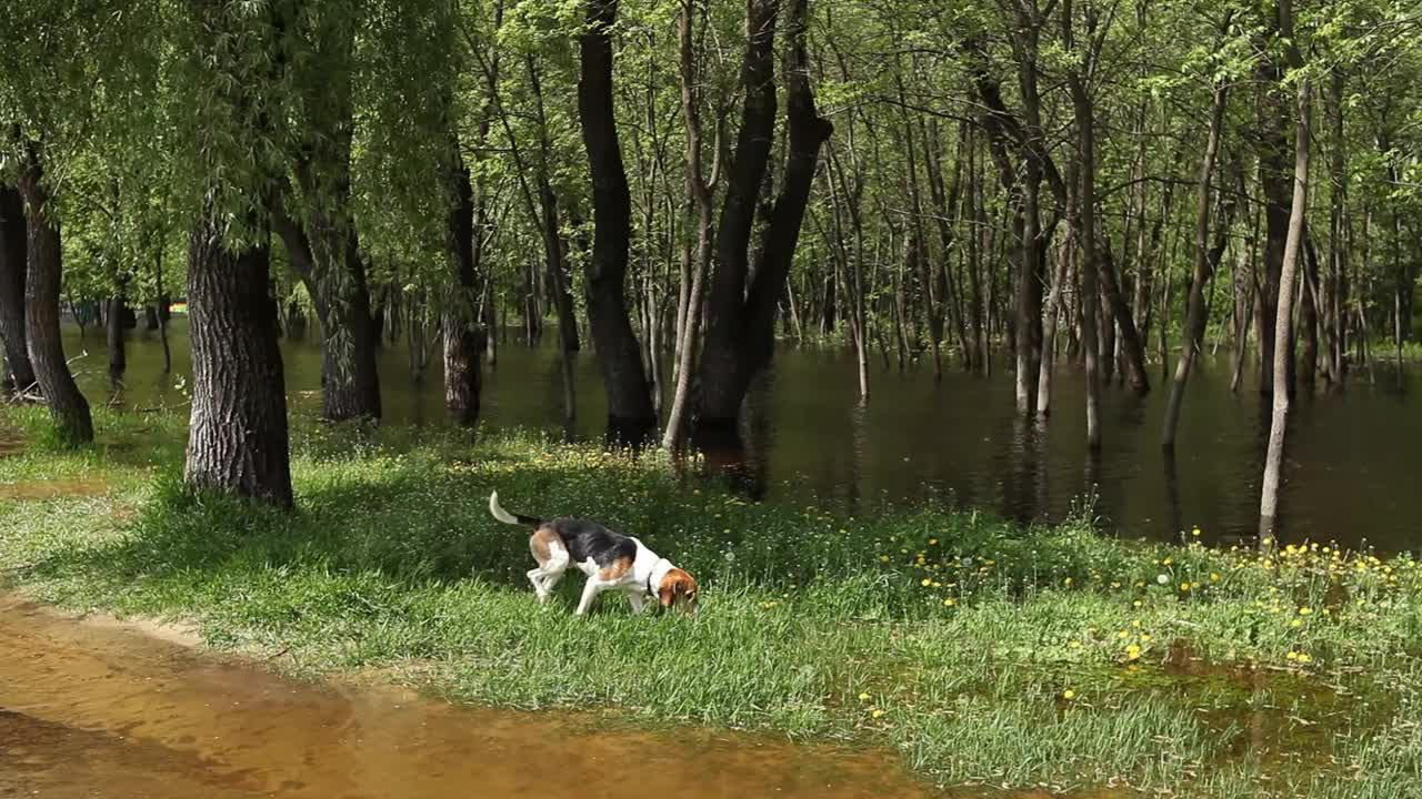 一只小猎犬在被春天洪水淹没的草地附近散步。这种狗在公园里繁殖英俄猎犬。视频下载