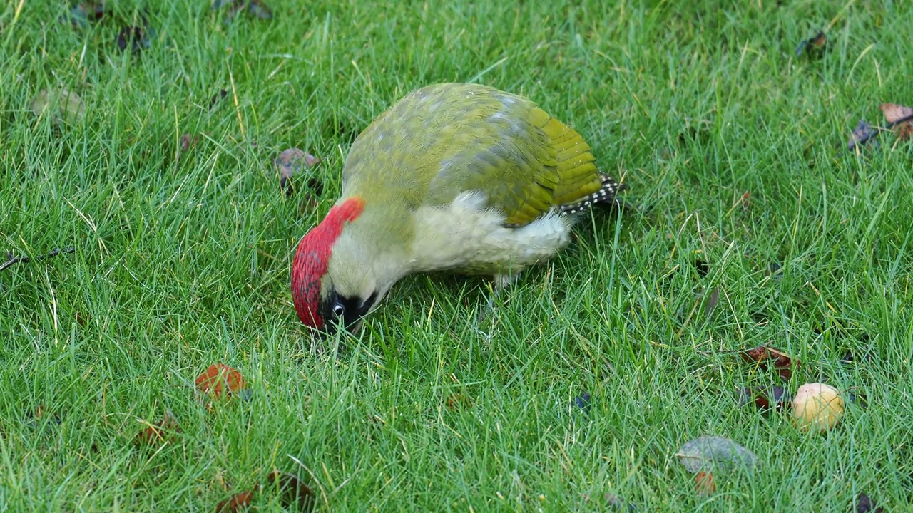 一只绿色啄木鸟，Picus viridis，在英国莱斯特郡拉夫堡的Quorn花园草坪上吃蚂蚁。视频素材