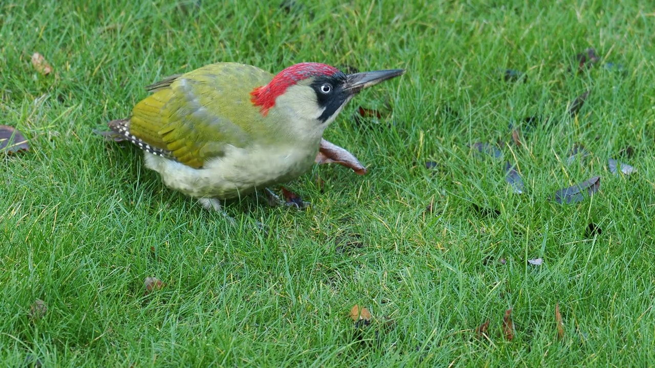 一只绿色啄木鸟，Picus viridis，在英国莱斯特郡拉夫堡的Quorn花园草坪上吃蚂蚁。视频素材