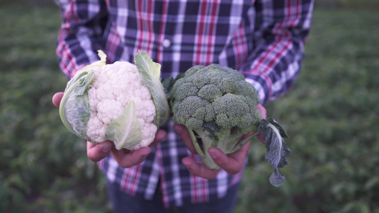 新鲜的花椰菜收获近视频素材