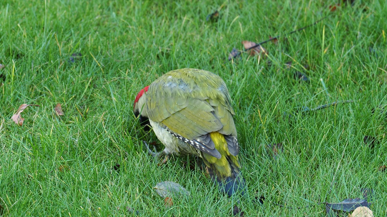 一只绿色啄木鸟，Picus viridis，在英国莱斯特郡拉夫堡的Quorn花园草坪上吃蚂蚁。视频素材