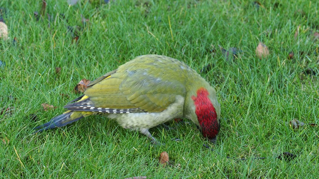 一只绿色啄木鸟，Picus viridis，在英国莱斯特郡拉夫堡的Quorn花园草坪上吃蚂蚁。视频素材