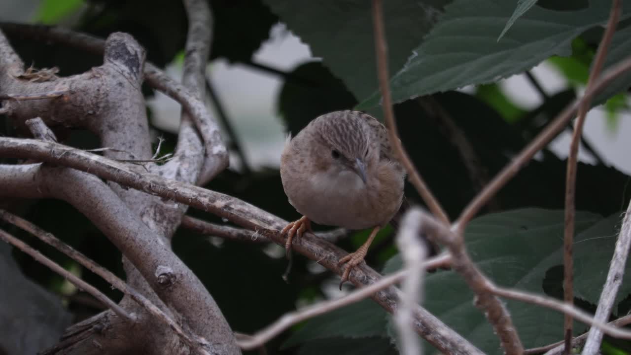 小鸟视频素材