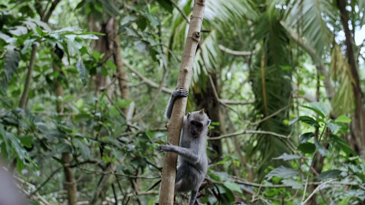 猴子在森林里爬树枝视频素材