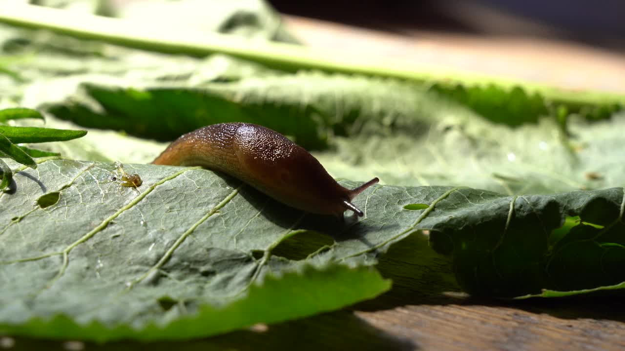 一只在绿叶上爬行的普通蜗牛视频素材