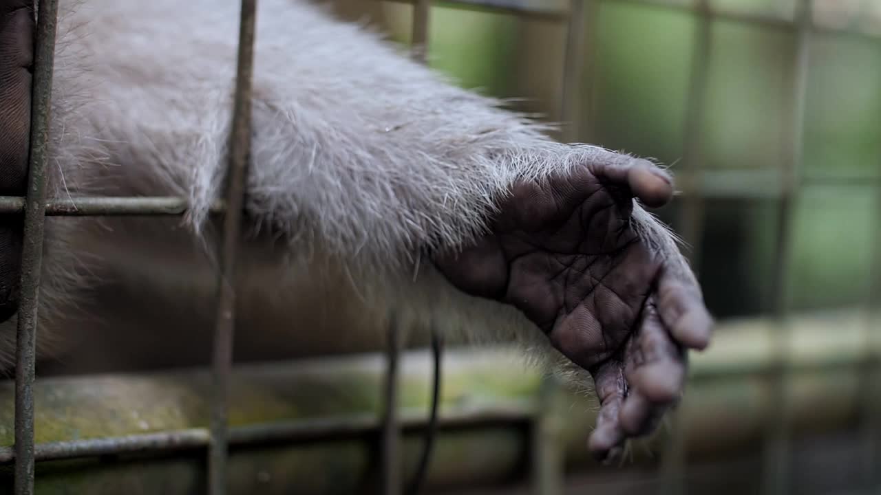 笼子里的猴子，猴子的手特写视频素材