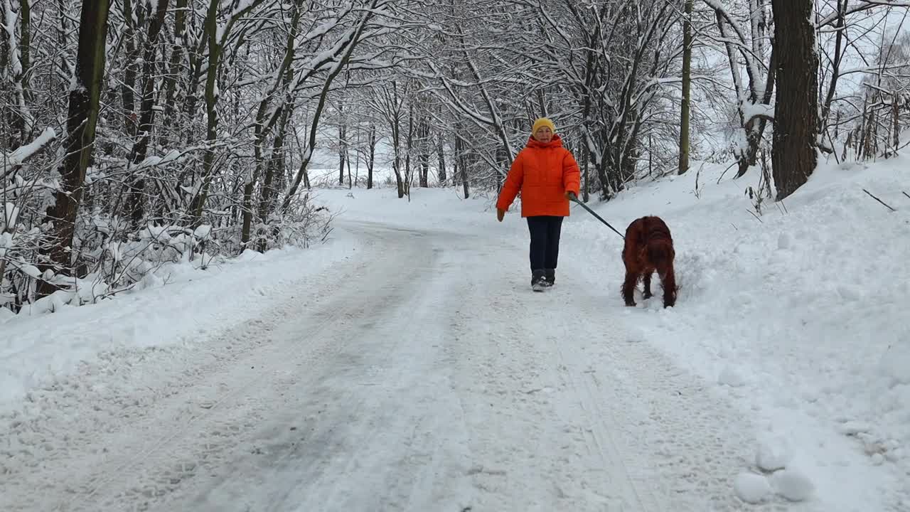 全景。一位老妇人牵着她的腿遛着一只爱尔兰塞特犬。在一个平静的冬日，一只母猫在大自然中训练她的宠物视频素材