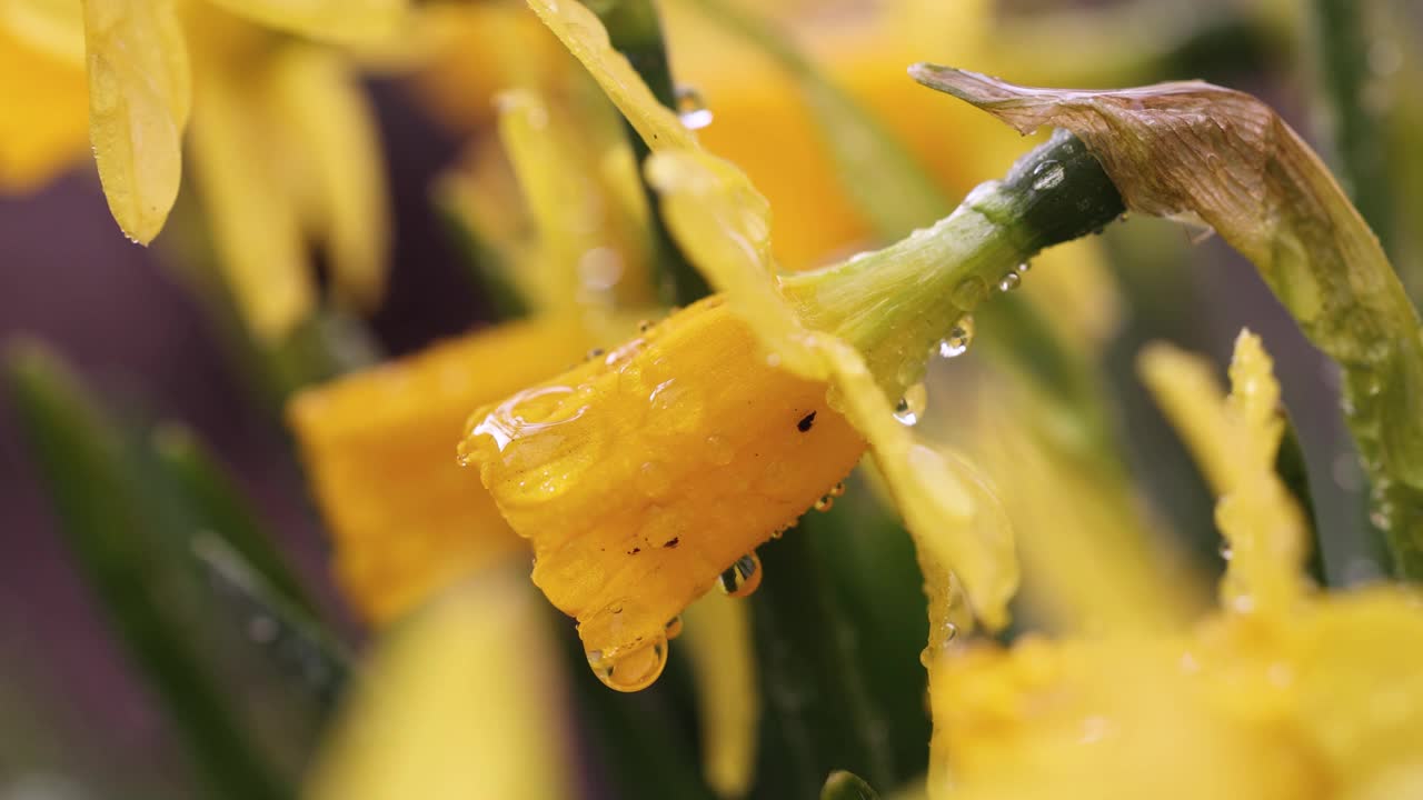 水仙花与水滴在花园里视频素材