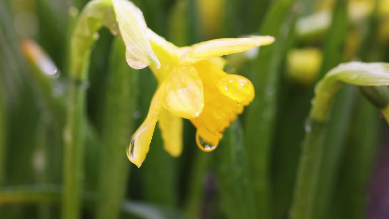 水仙花与水滴在花园里视频素材