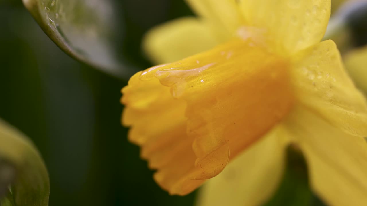 水仙花与水滴在花园里视频素材