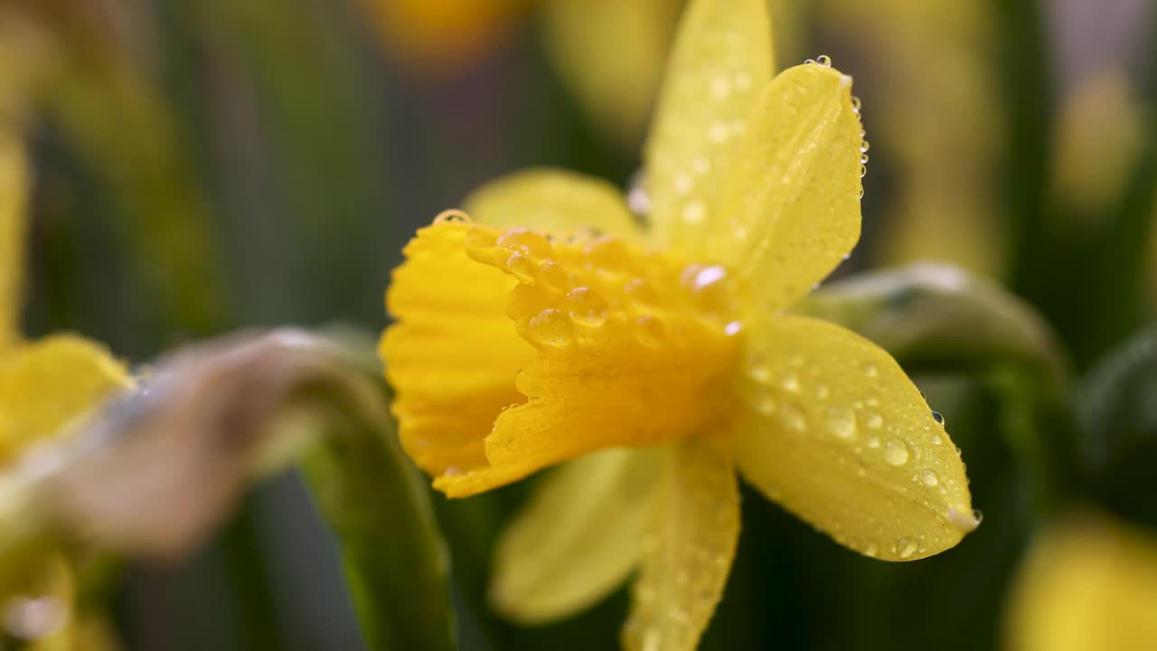 水仙花与水滴在花园里视频素材