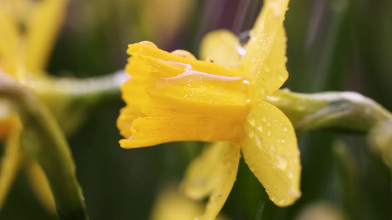 水仙花与水滴在花园里视频素材