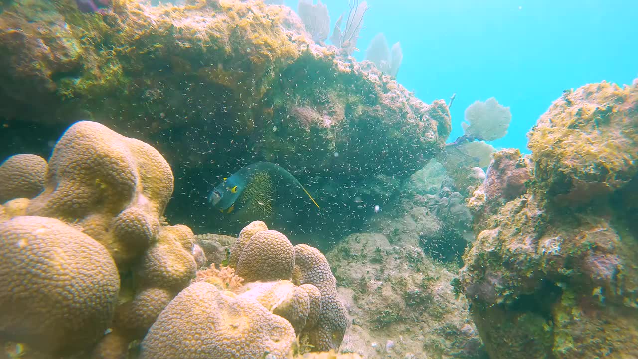 法国神仙鱼(Pomacanthus paru)在礁石上游泳视频素材