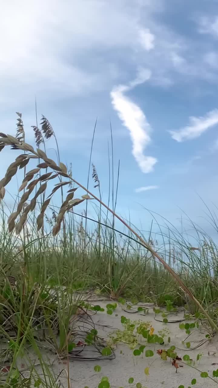 海边的沙丘视频素材