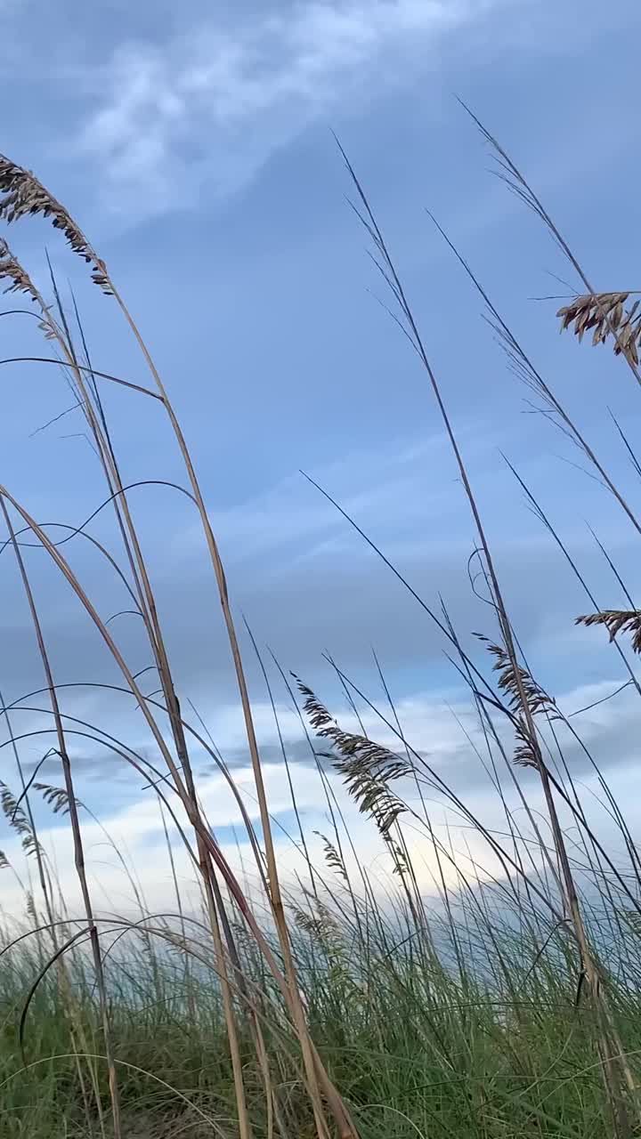 海边的沙丘视频素材