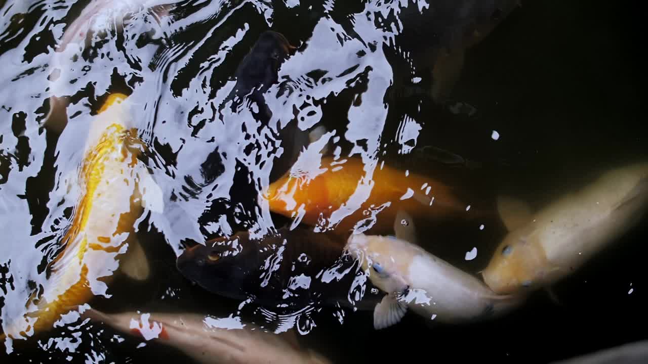 很多鲤鱼在水里吃食物视频素材