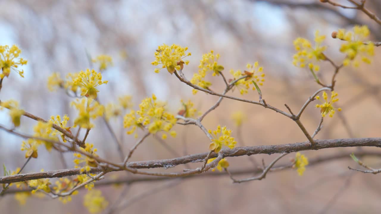 山茱萸(Cornus Officinalis)在春天/原州市，江原道，韩国视频素材