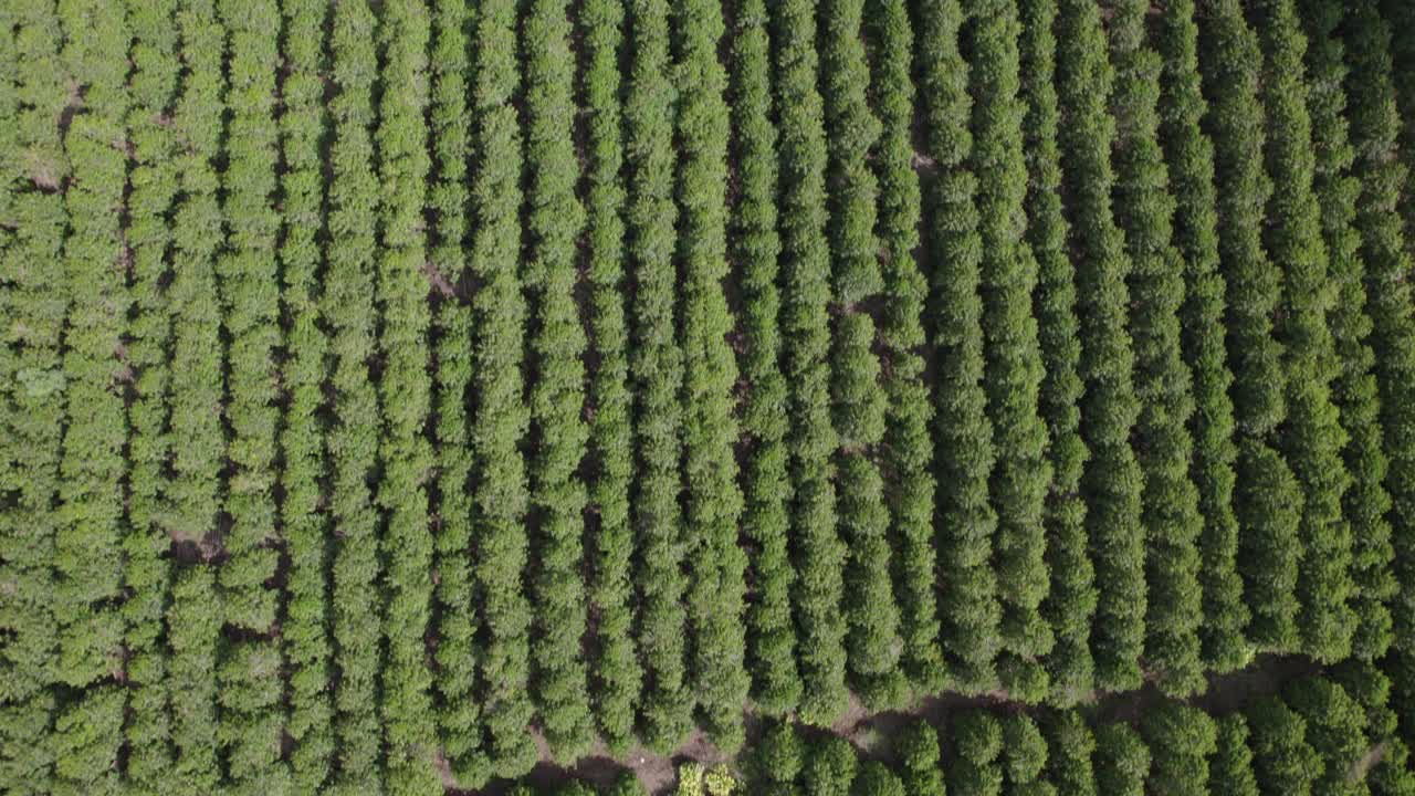 从空中俯瞰咖啡种植园视频素材