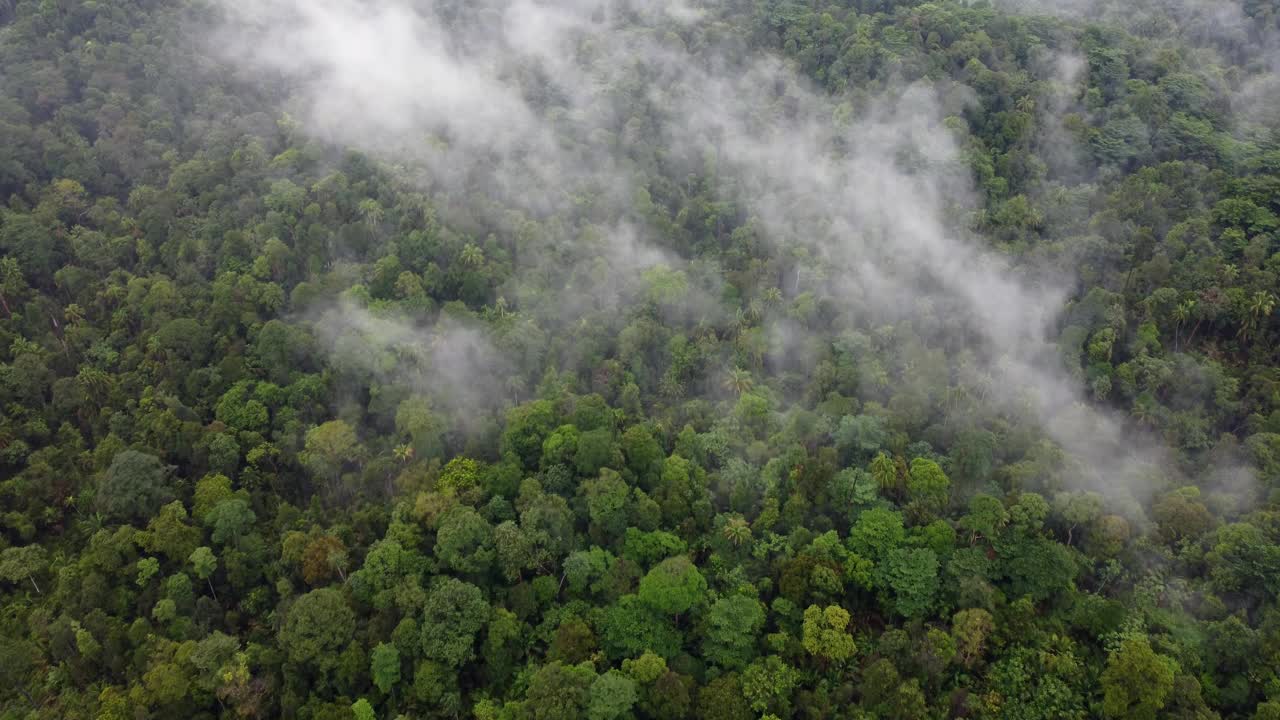 无人机拍摄到热带雨林上空的白色云雾视频素材
