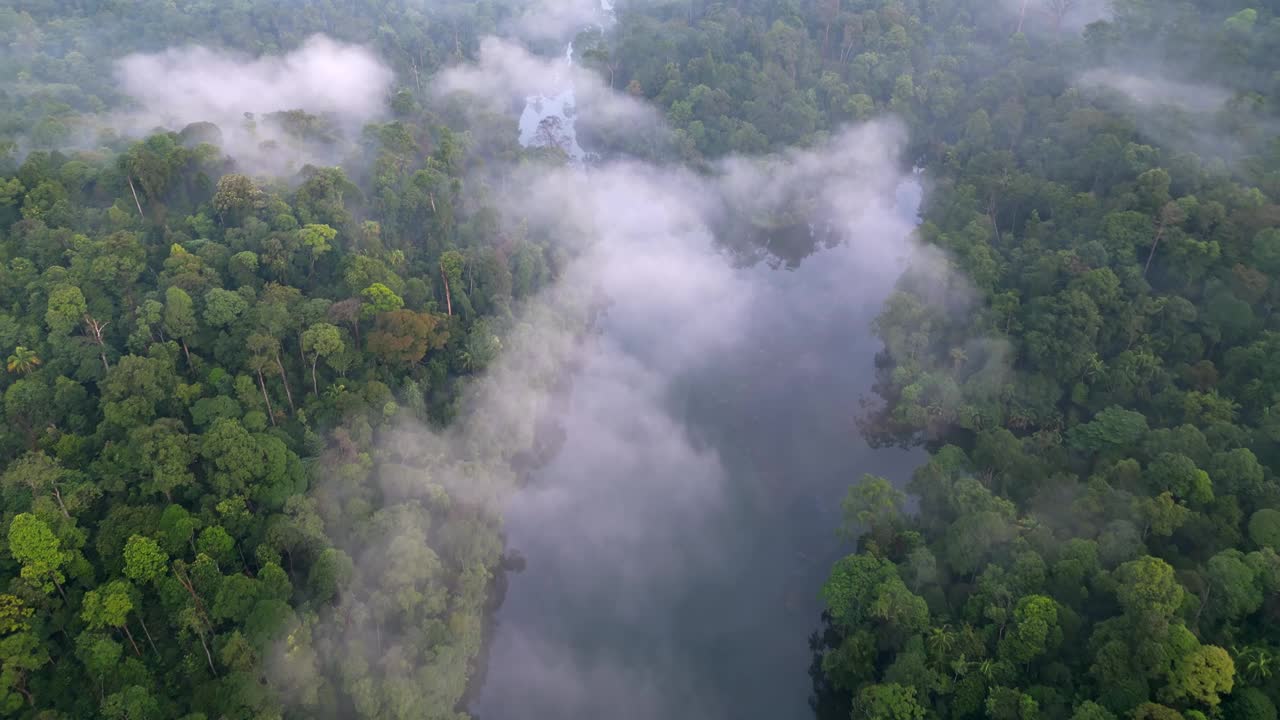 空中飞行在大雾覆盖湖在雨林视频素材