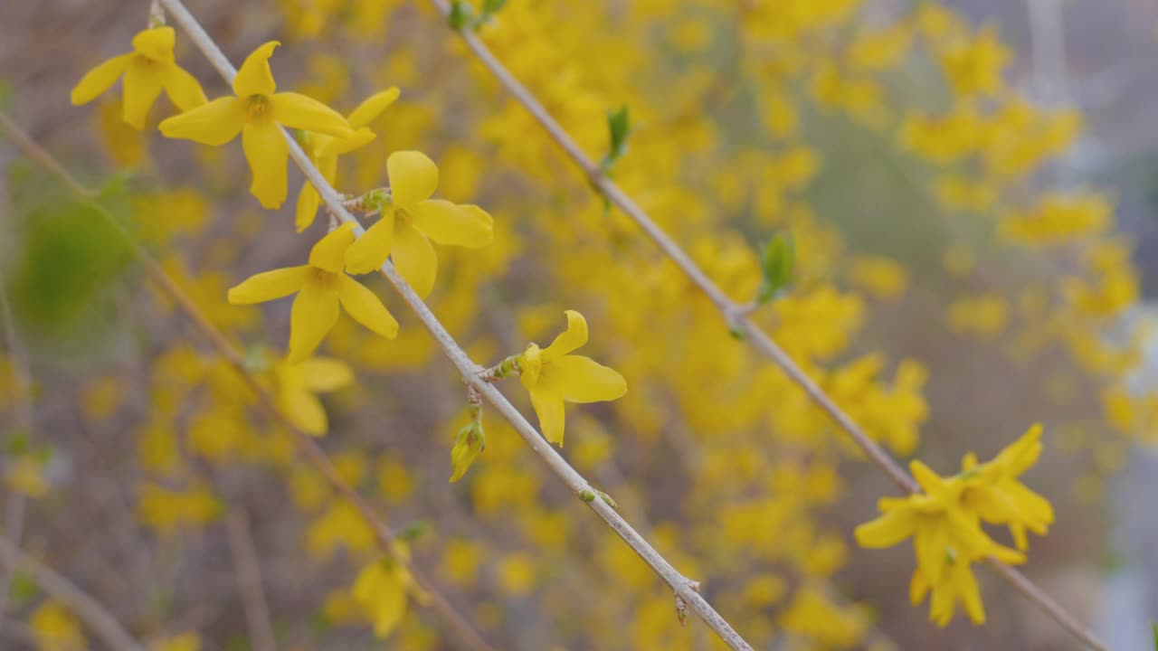 韩国江原道原州市春天的连翘(连翘)视频素材