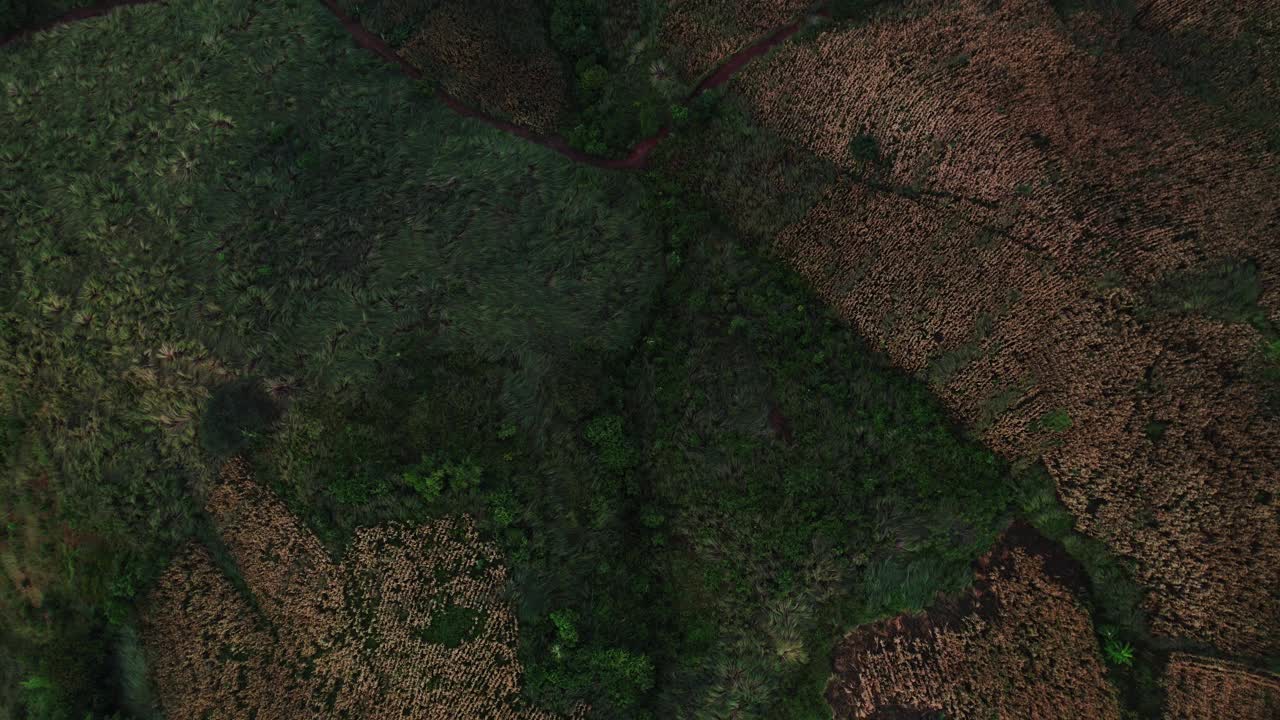 鸟瞰图。郁郁葱葱的雨林。视频素材