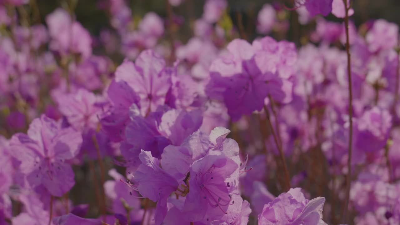 韩国江原道原州市春天的韩国杜鹃花(杜鹃花)视频素材