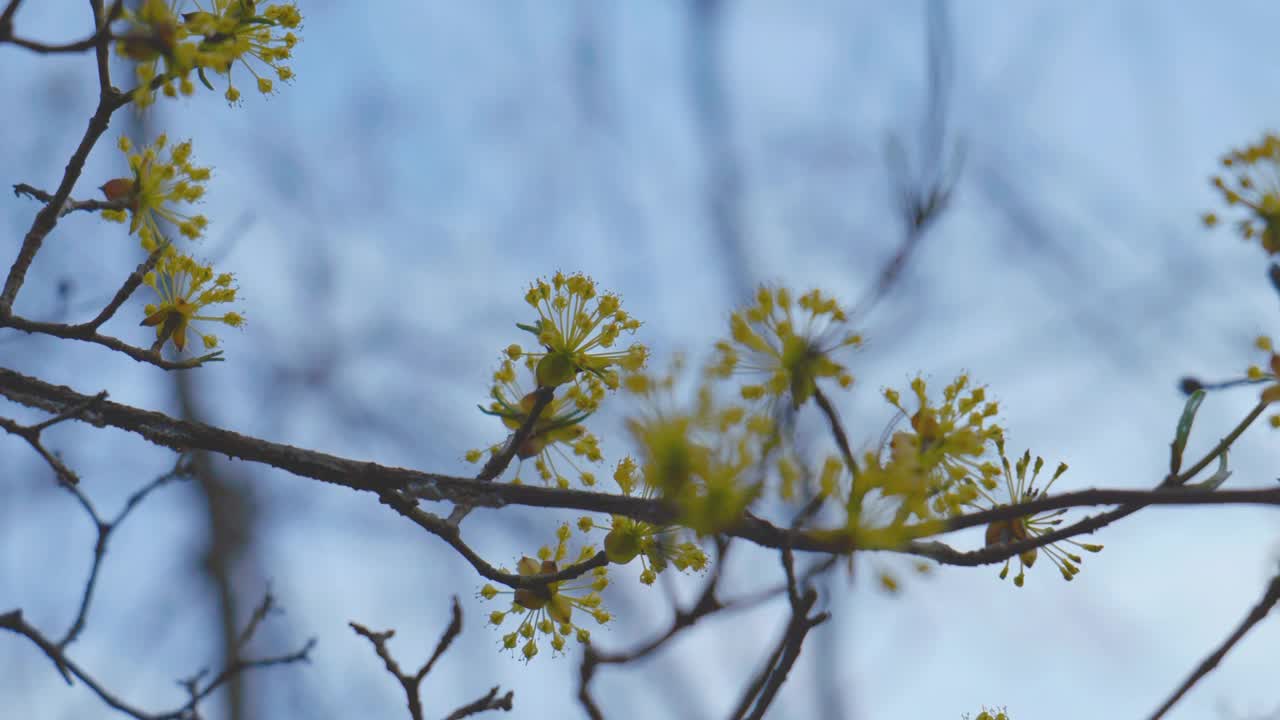 山茱萸(Cornus Officinalis)在春天/原州市，江原道，韩国视频素材