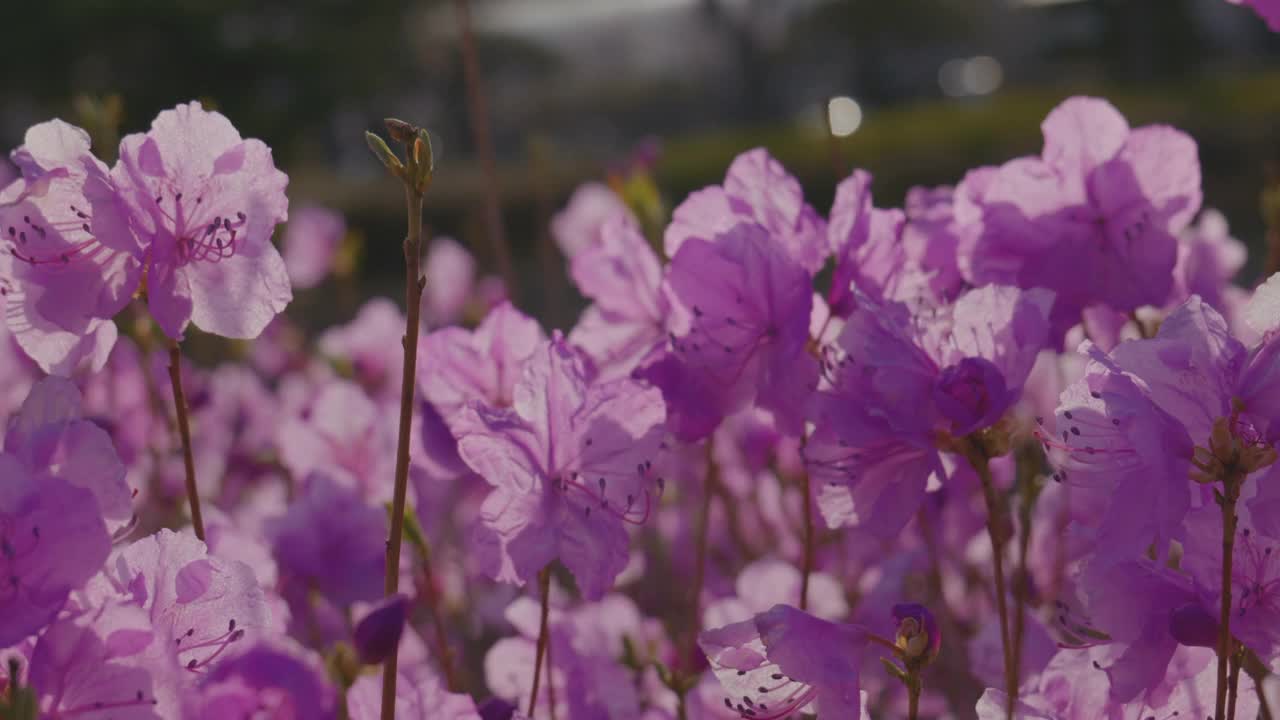 韩国江原道原州市春天的韩国杜鹃花(杜鹃花)视频素材