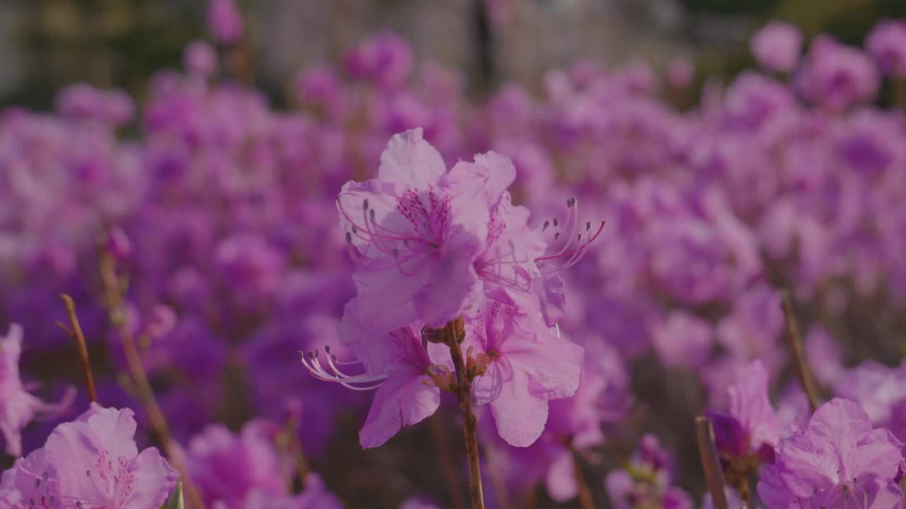 韩国江原道原州市春天的韩国杜鹃花(杜鹃花)视频素材