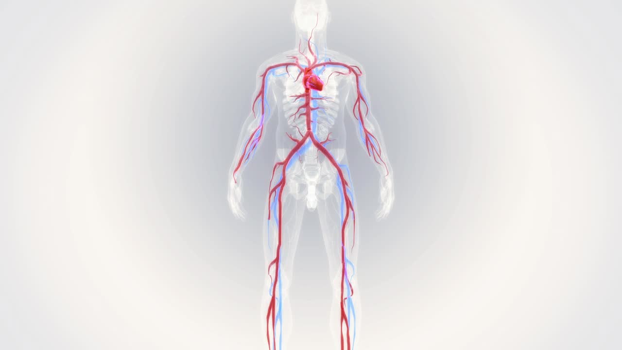 人的心脏有血管视频素材