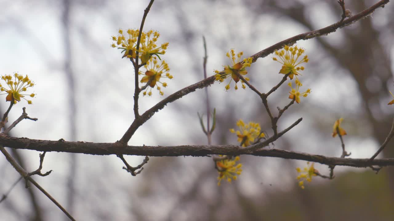 山茱萸(Cornus Officinalis)在春天/原州市，江原道，韩国视频素材