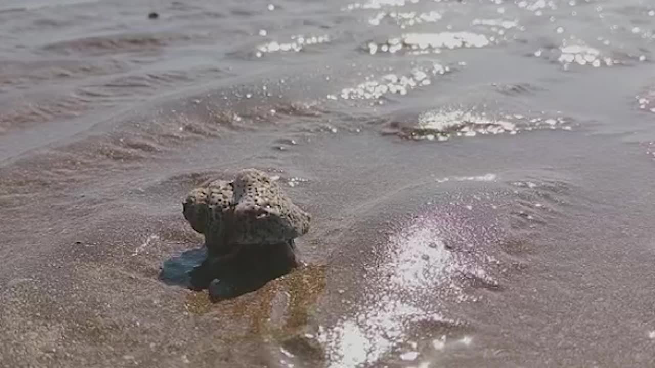 蜘蛛蟹在沙滩上行走视频下载