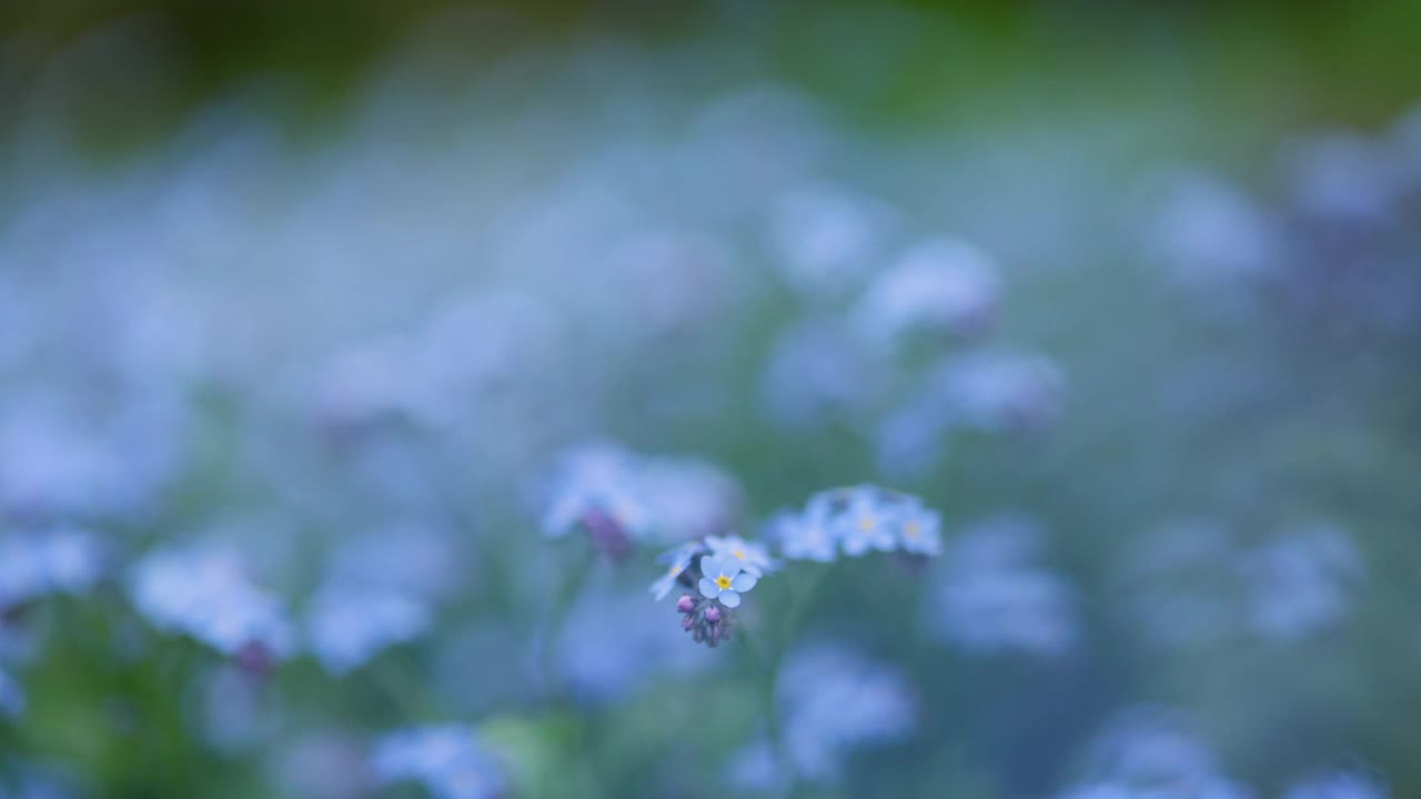 后院的勿忘我花。视频素材