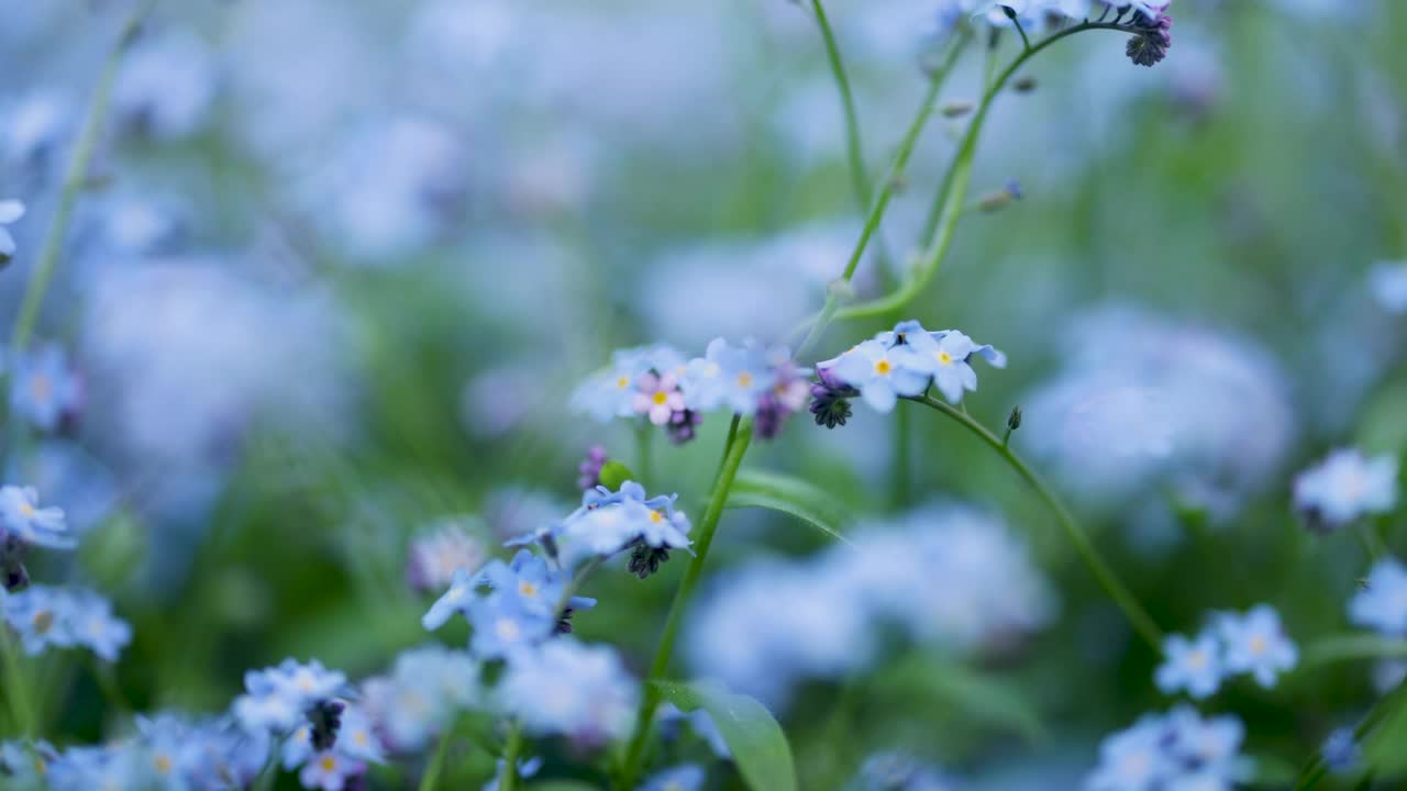 后院的勿忘我花。视频素材