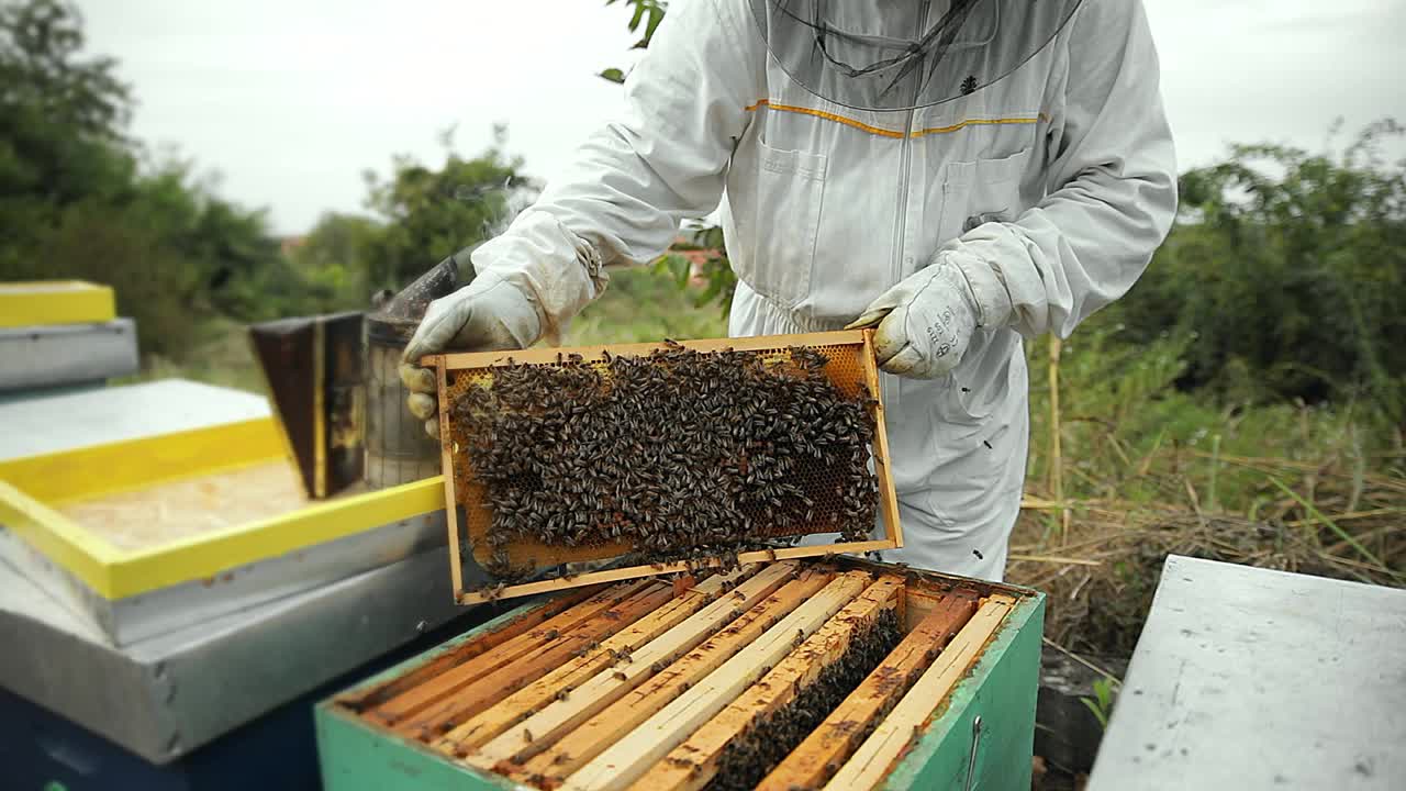 近距离的养蜂人的手与蜜蜂和蜂箱在蜂房。视频素材