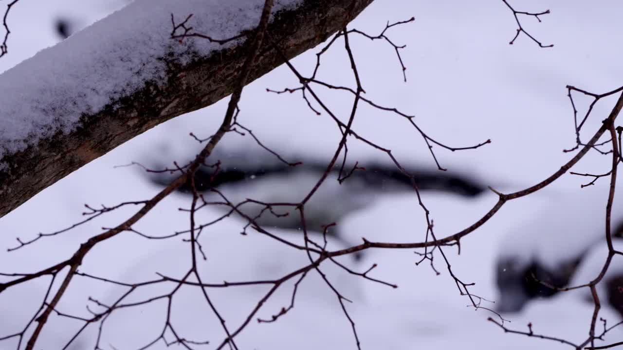 冬季山谷和大关岭山口的雪景/韩国江原道平昌郡视频素材