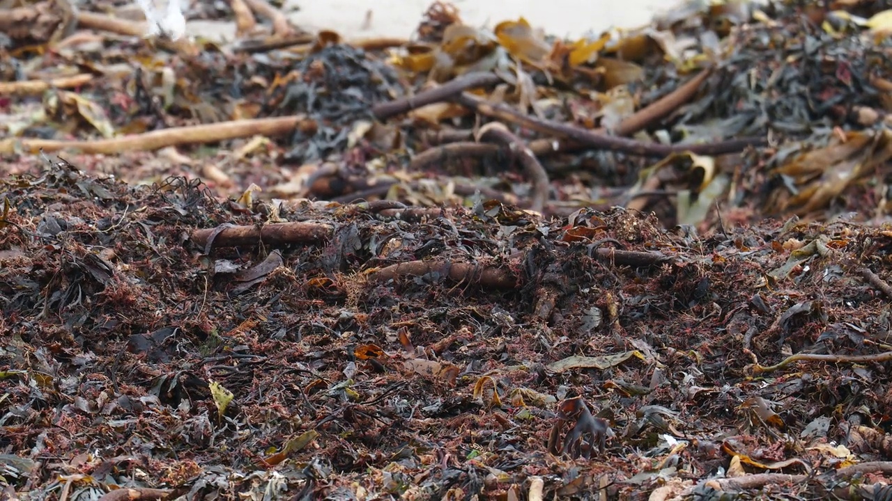 桑德林，Calidris alba和Ruddy Turnstone;在英国诺森伯兰郡班堡的海滩上觅食的Arenaria在做解说。视频素材