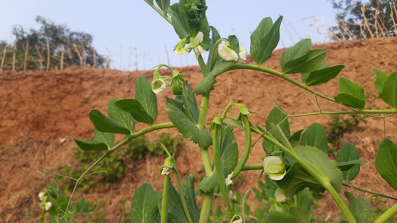 菜园里的豌豆花。视频素材