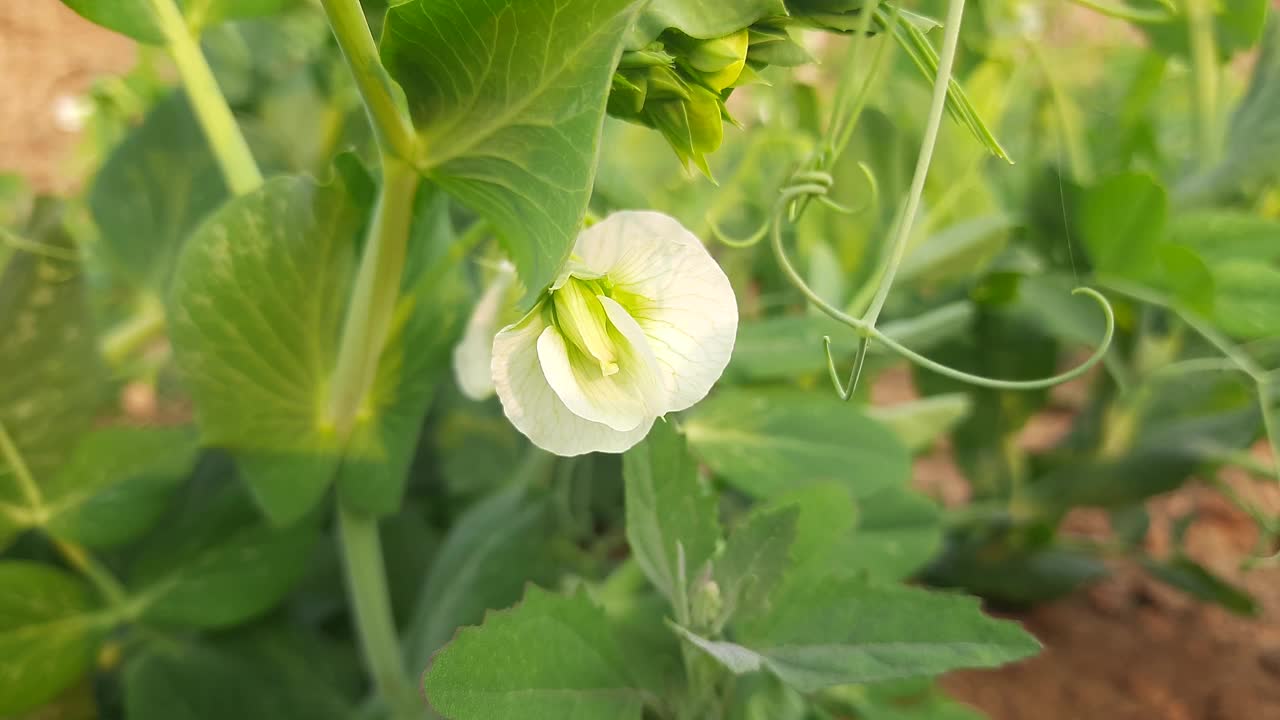 菜园里的豌豆花。视频素材