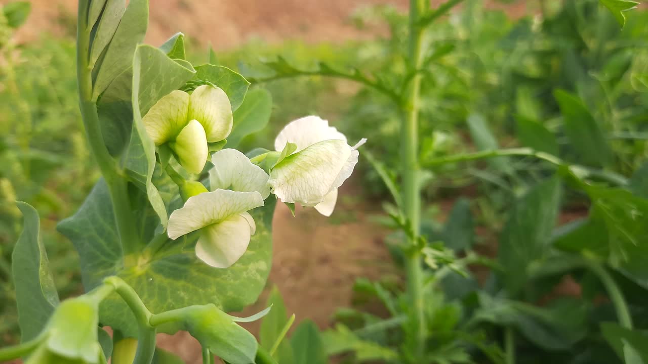 菜园里的豌豆花。视频素材