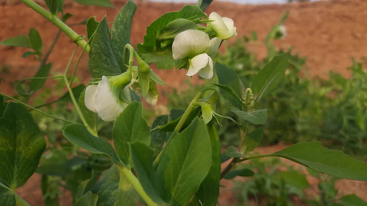 菜园里的豌豆花。视频素材