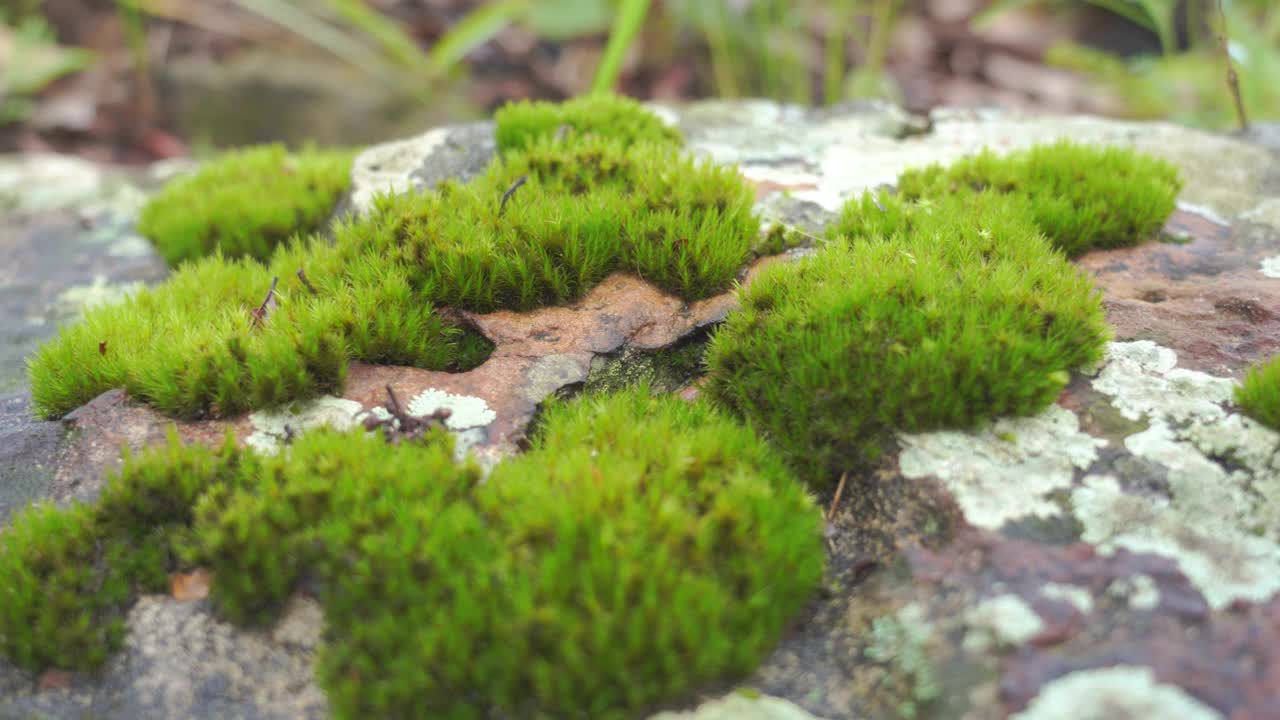 地板上有漂亮的绿色苔藓视频素材