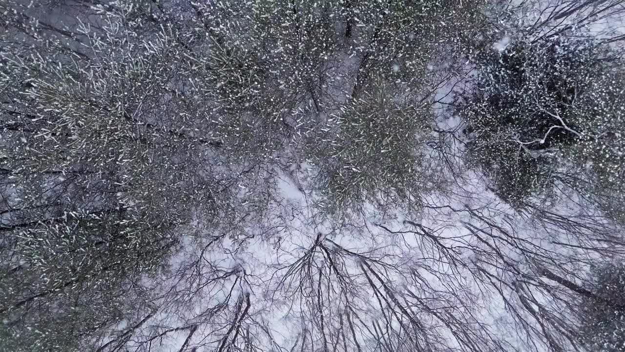 冬天的树、山和大关岭山口的雪景/韩国江原道平昌郡视频素材