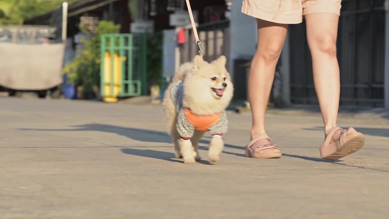 4k视频，看着镜头最可爱的小博美犬。在大自然中散步可爱的宠物，在阳光明媚的夏日公园里特写圆形动物的滑稽面孔。宠物和主人一起散步。视频素材