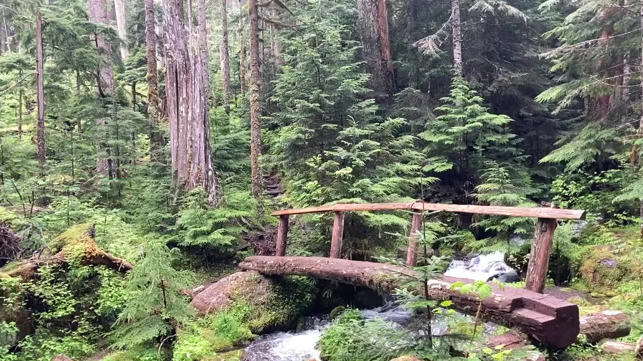 树木繁茂的树林和小溪上的木桥视频素材