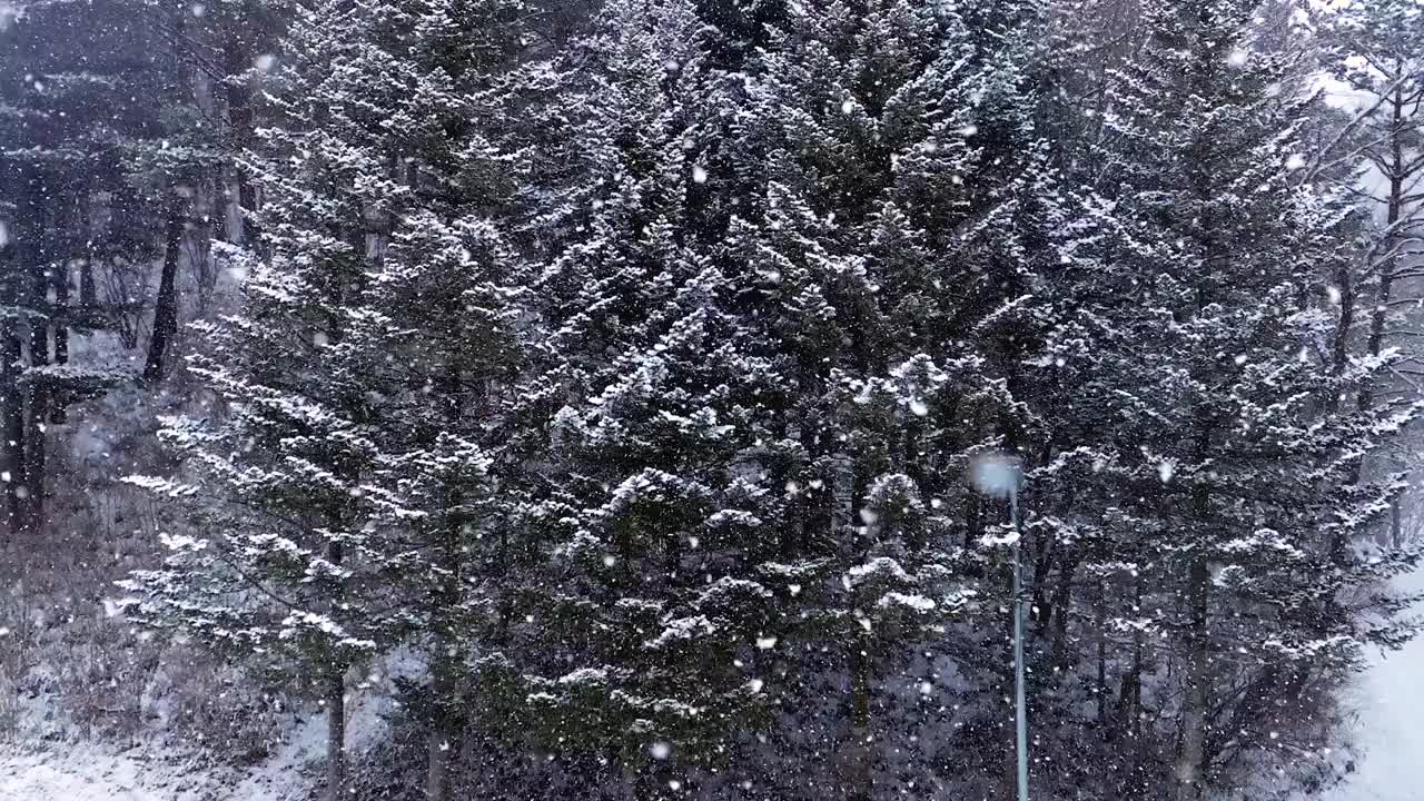 冬天的树、山和大关岭山口的雪景/韩国江原道平昌郡视频素材